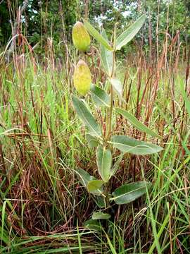 Image of Pachycarpus bisacculatus (Oliv.) Goyder