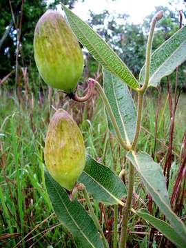 صورة Pachycarpus bisacculatus (Oliv.) Goyder