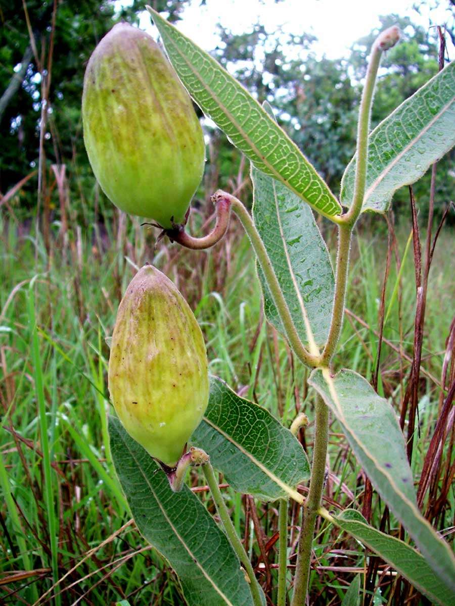 Image of Pachycarpus bisacculatus (Oliv.) Goyder