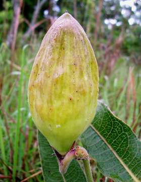 صورة Pachycarpus bisacculatus (Oliv.) Goyder