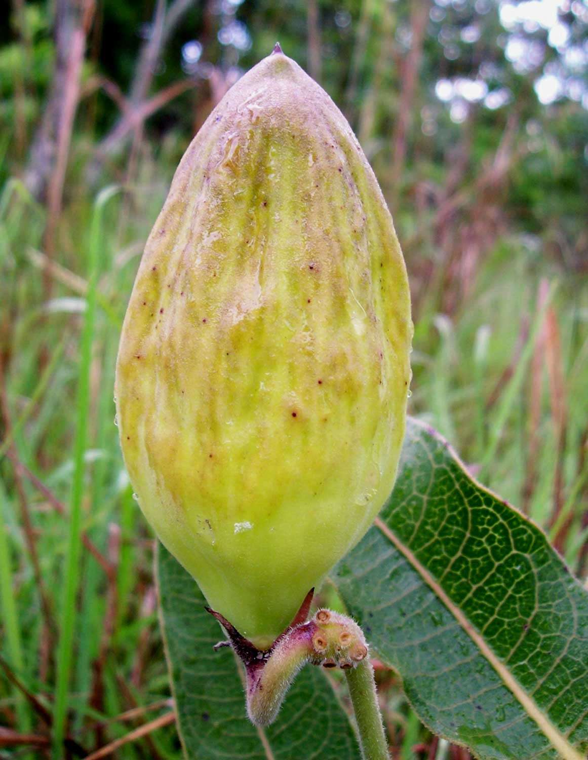 Imagem de Pachycarpus bisacculatus (Oliv.) Goyder