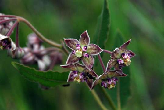 Sivun Pachycarpus bisacculatus (Oliv.) Goyder kuva