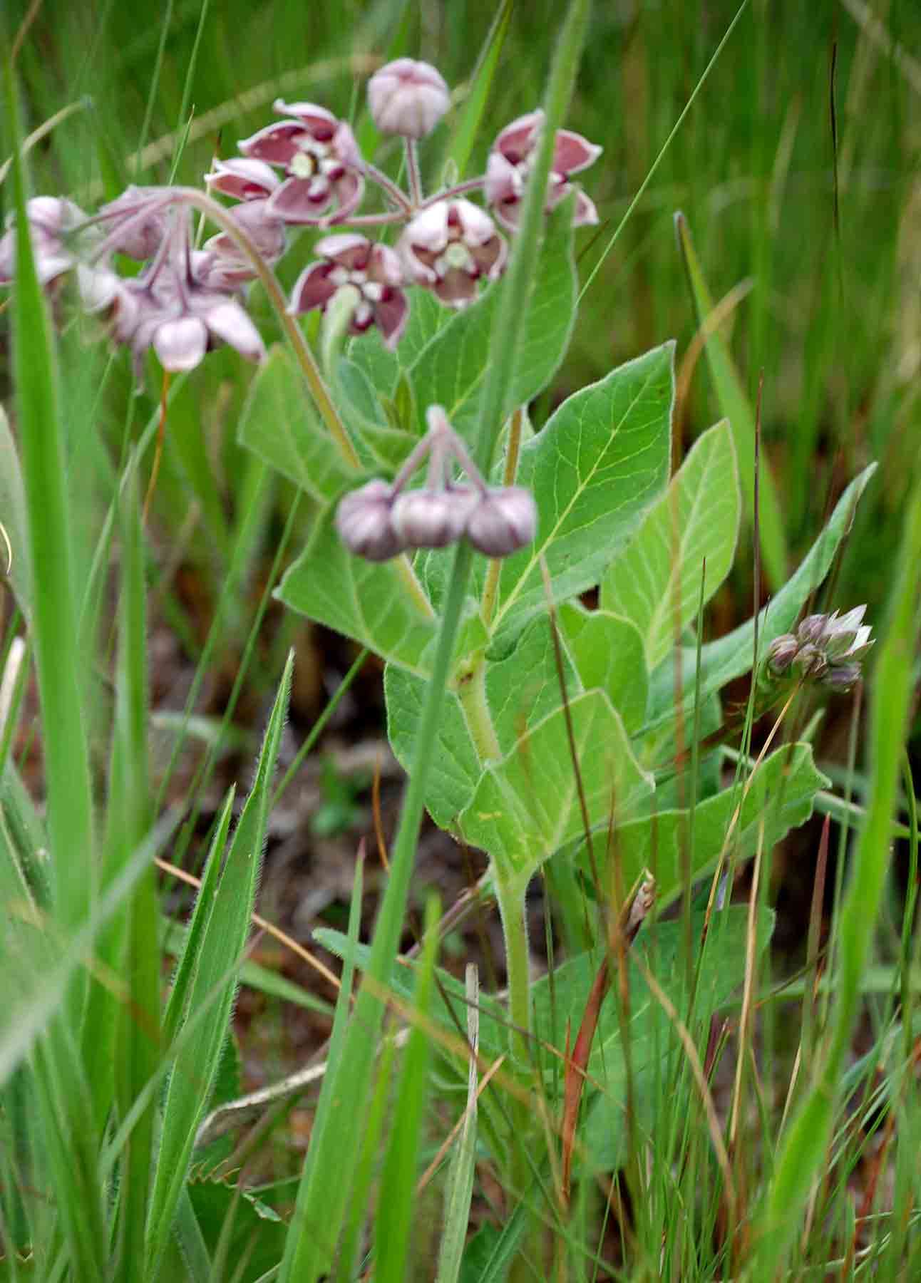 Image of Asclepias fimbriata Weimarck