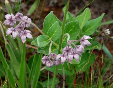 Image of Asclepias fimbriata Weimarck