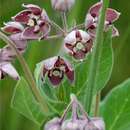 Image of Asclepias fimbriata Weimarck