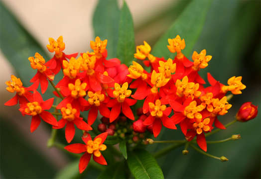 Image of milkweed