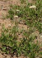 Imagem de Asclepias densiflora N. E. Br.