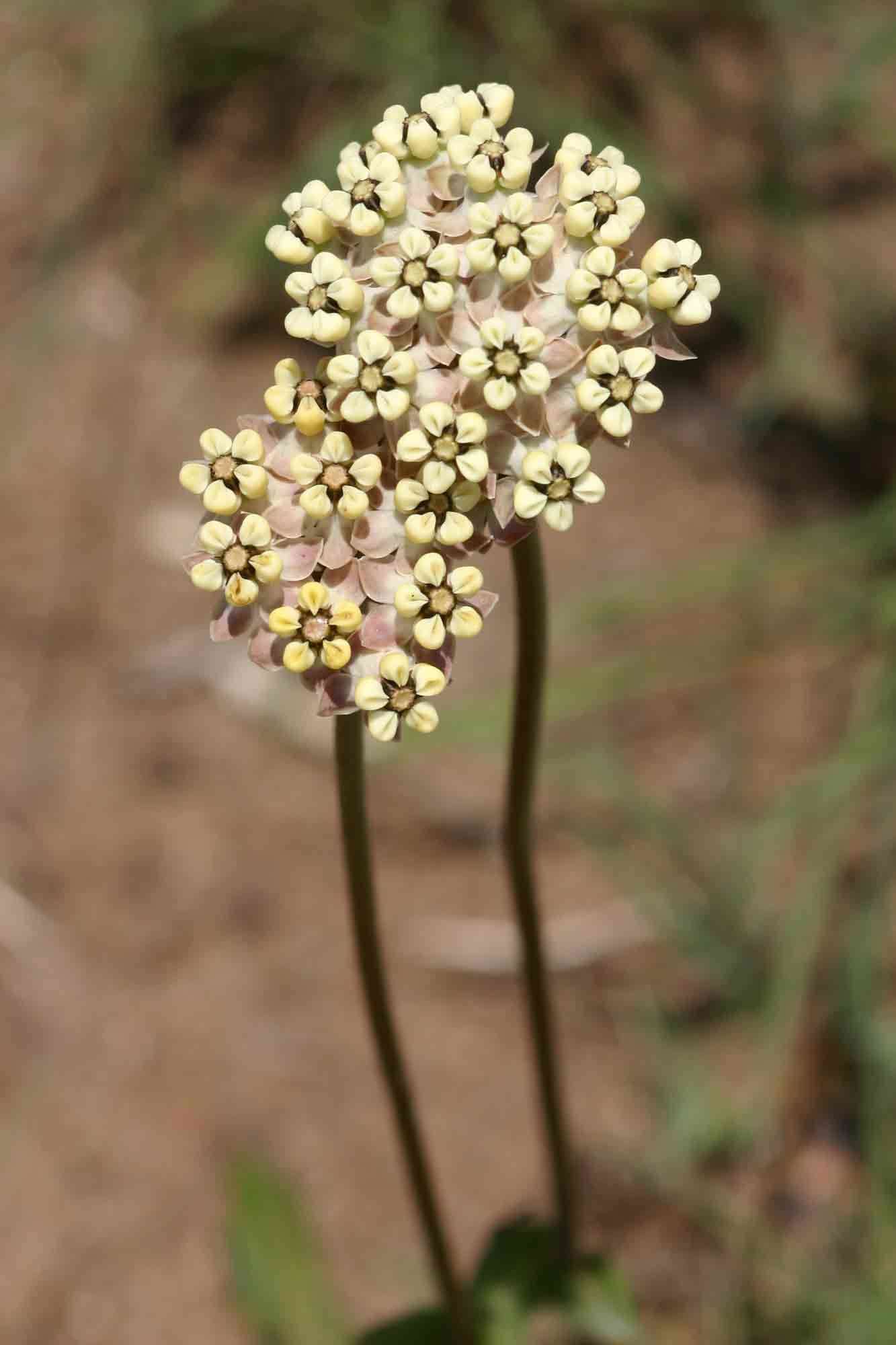 Image of Asclepias densiflora N. E. Br.