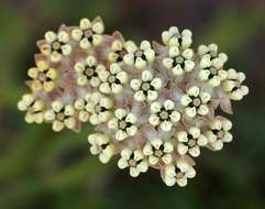 Image of Asclepias densiflora N. E. Br.