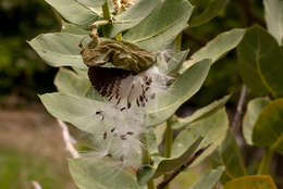 Image of Oleander family