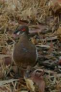 Image of Partridge Pigeon