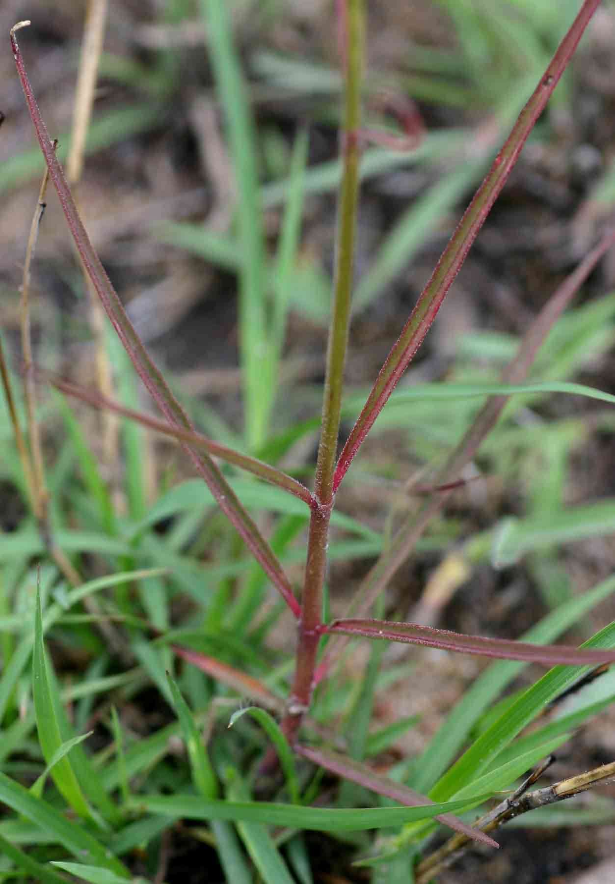 Image of Stathmostelma pauciflorum (Hochst & Steud.) K. Schum.