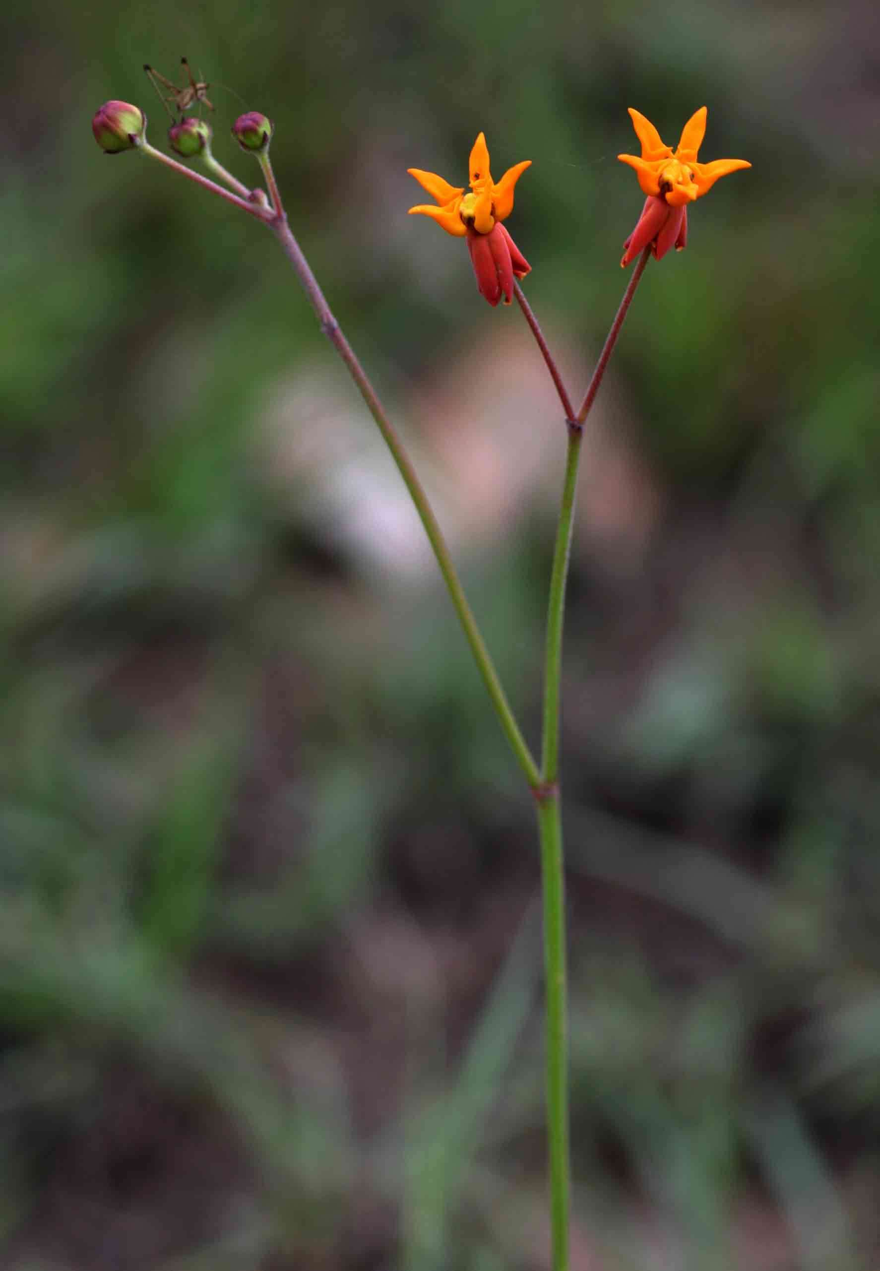 Image de Stathmostelma pauciflorum (Hochst & Steud.) K. Schum.