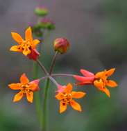 Image de Stathmostelma pauciflorum (Hochst & Steud.) K. Schum.