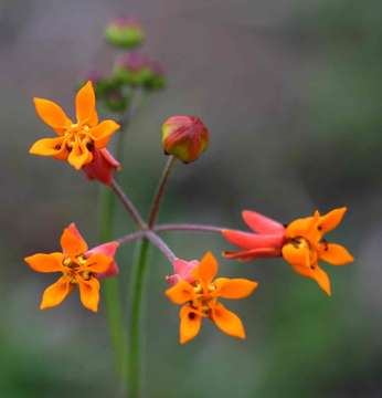 Image of Stathmostelma pauciflorum (Hochst & Steud.) K. Schum.