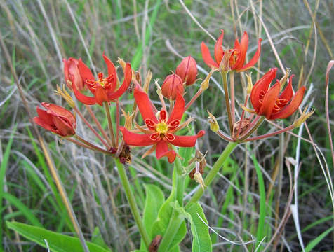 Image of Stathmostelma spectabile (N. E. Br.) Schltr.