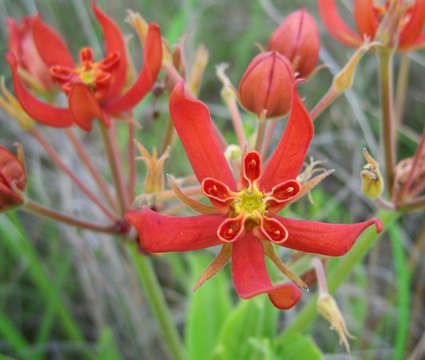 Image of Stathmostelma spectabile (N. E. Br.) Schltr.