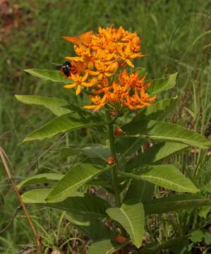 Image of Stathmostelma spectabile (N. E. Br.) Schltr.