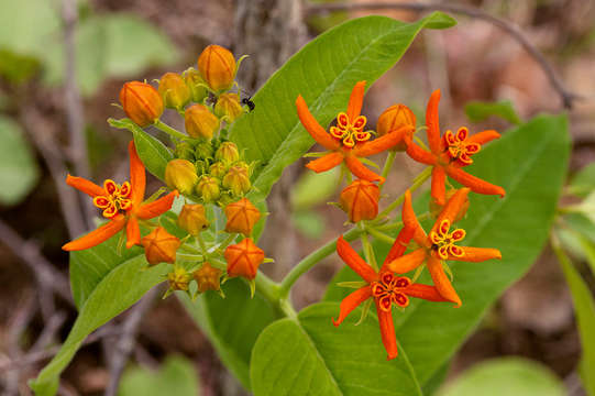 Image of Stathmostelma spectabile (N. E. Br.) Schltr.