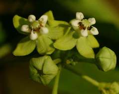 Image of African heart-vine