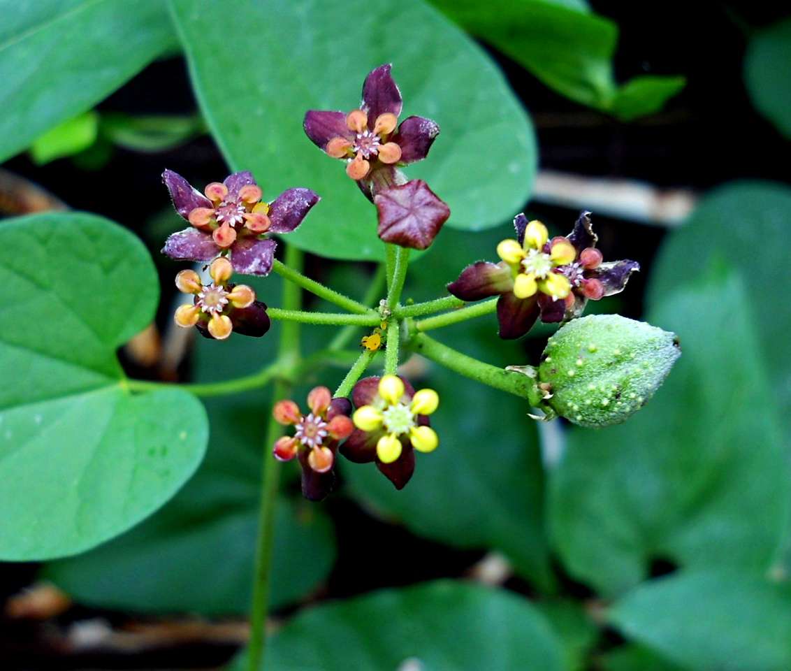 Image of African heart-vine