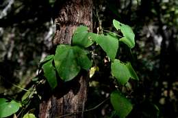 Image of African heart-vine