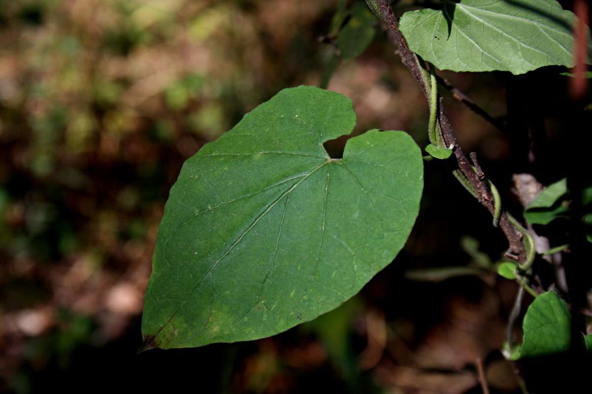 Image of African heart-vine