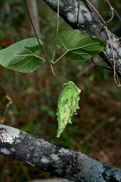 Image of African heart-vine