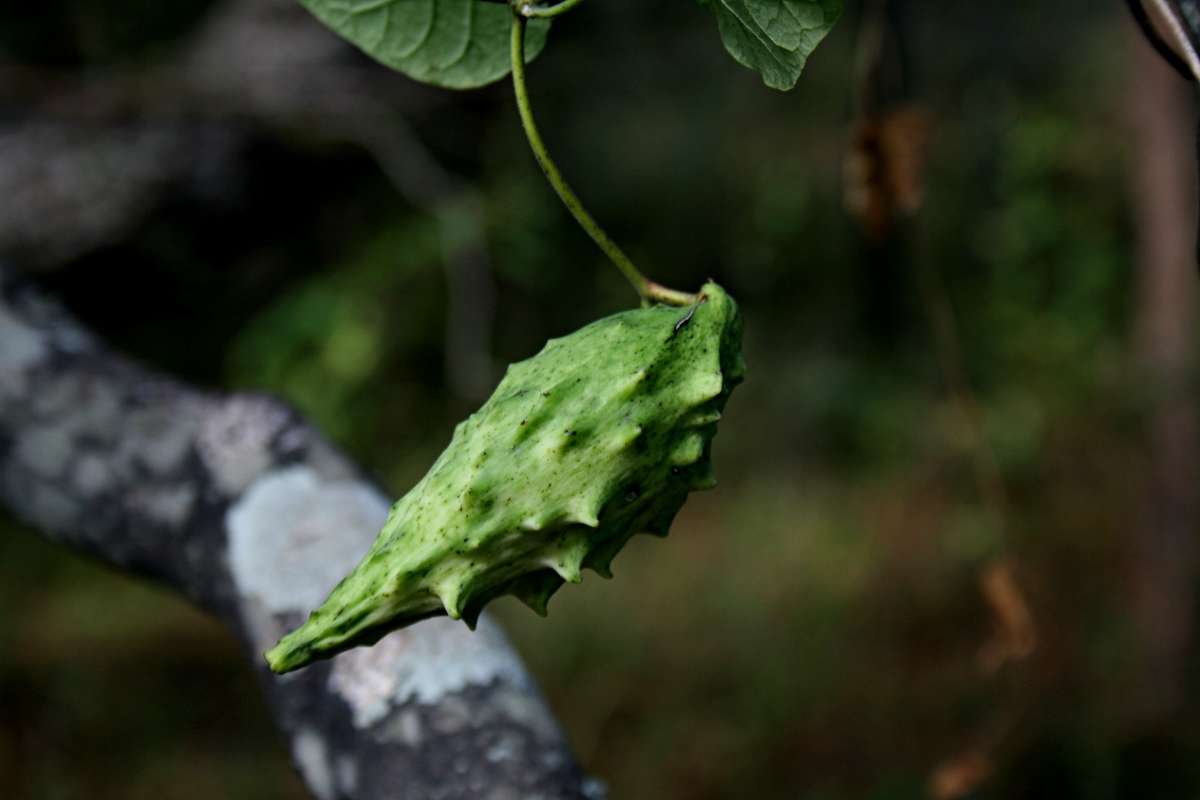 Image of African heart-vine