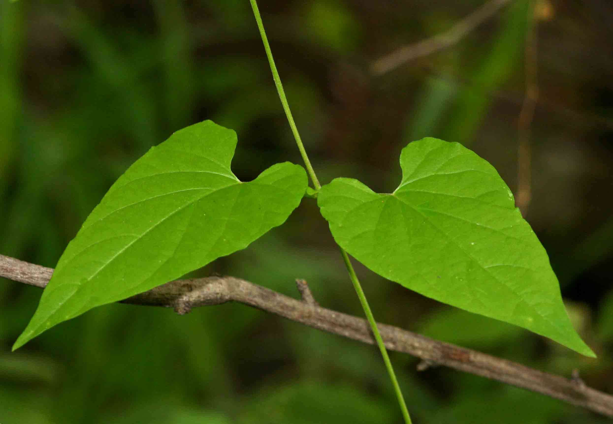 Image of African heart-vine