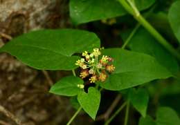 Image of African heart-vine