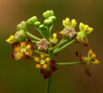 Image of African heart-vine