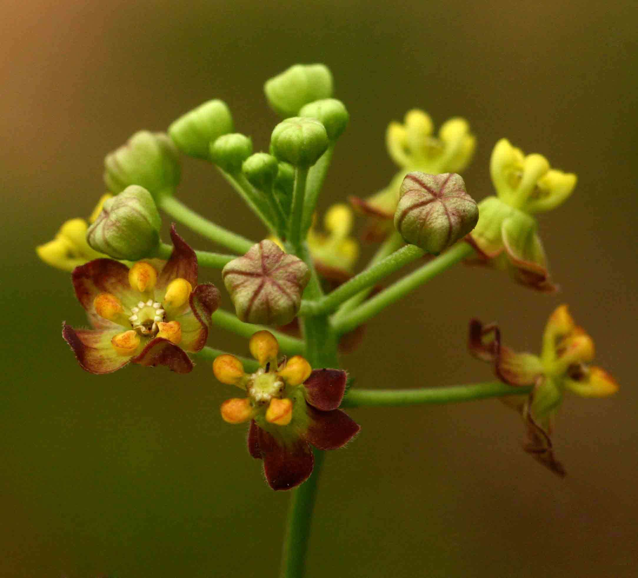 Image of African heart-vine