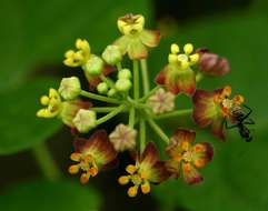 Image of African heart-vine