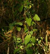 Image of African heart-vine