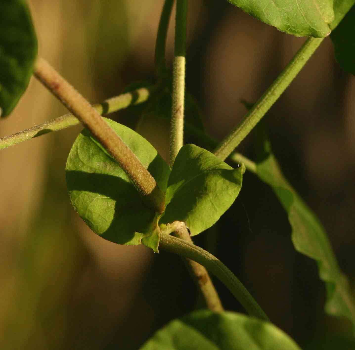 Image of African heart-vine