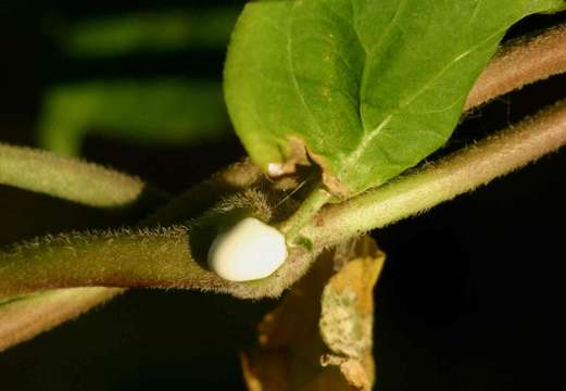 Image of African heart-vine