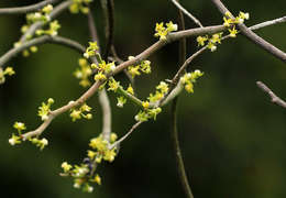 صورة Cynanchum gerrardii (Harvey) S. Liede