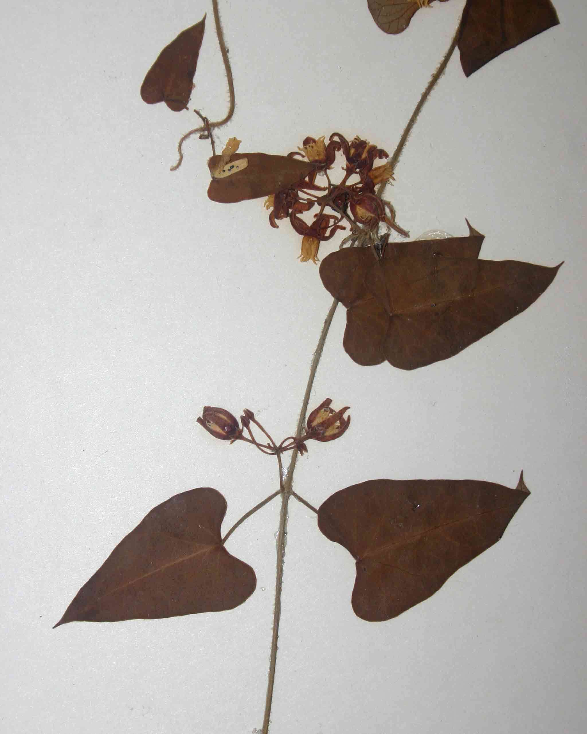 Image of Cynanchum mossambicense K. Schum.