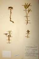 Image of Cynanchum praecox Schltr. ex S. Moore