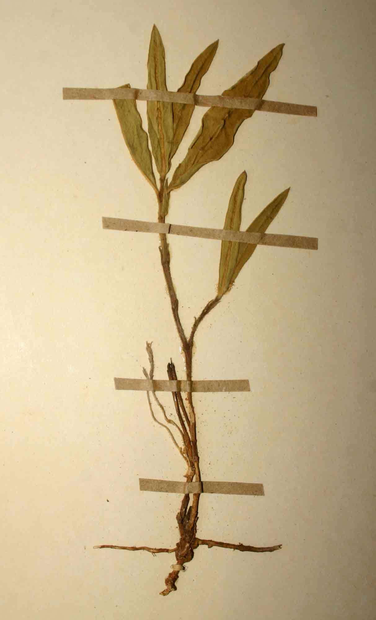 Image of Cynanchum praecox Schltr. ex S. Moore