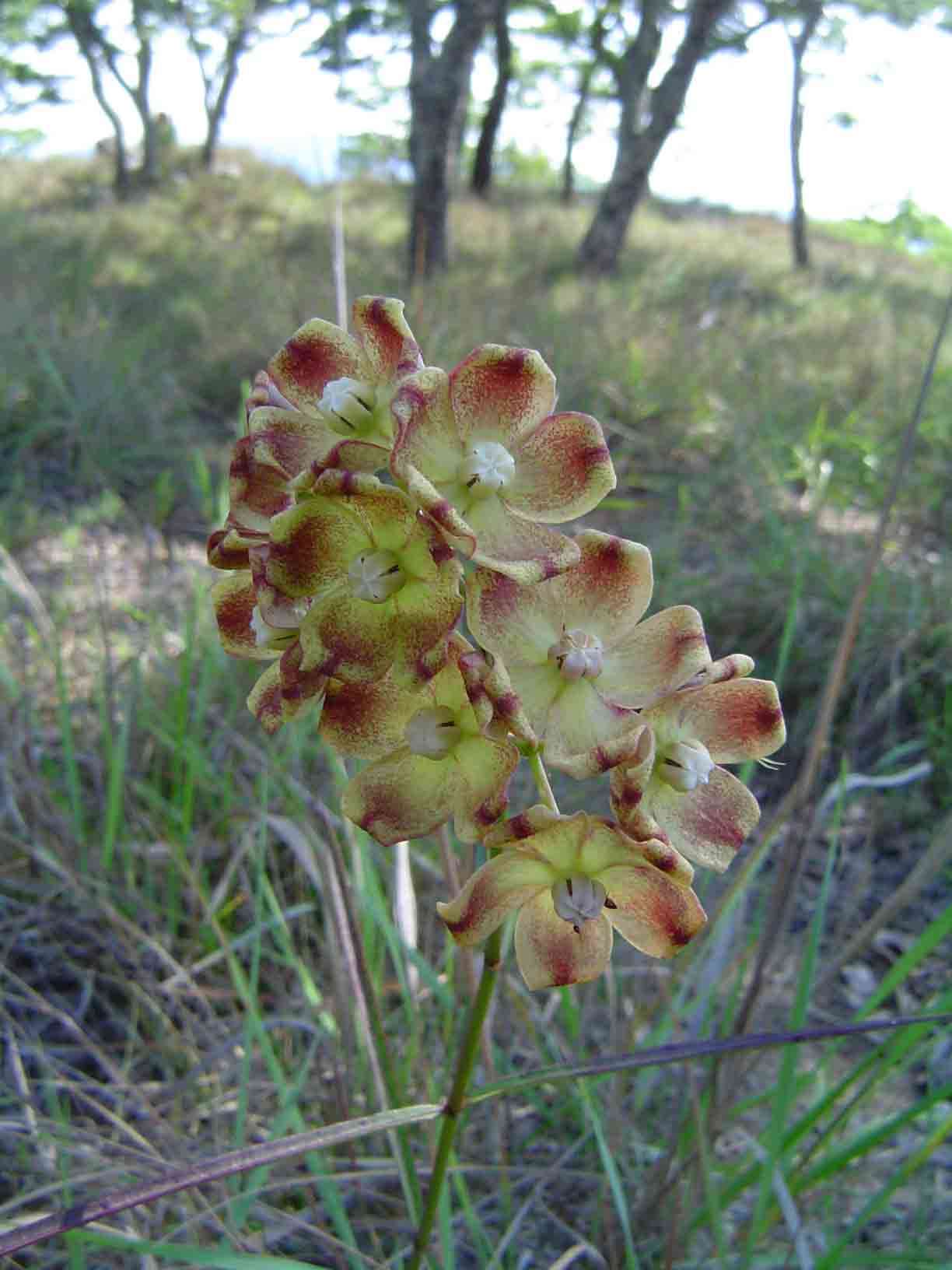 Image of Glossostelma