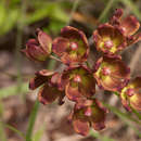 Image of Maroon milkweed