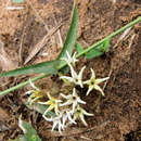 Sivun Orthanthera jasminiflora (Decne.) Schinz kuva