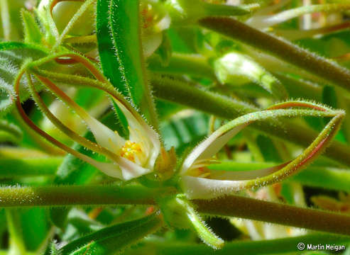 Image de Ceropegia circinata (E. Mey.) Bruyns