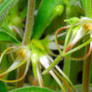 Image of Ceropegia circinata (E. Mey.) Bruyns