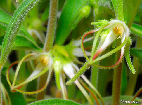 Image de Ceropegia circinata (E. Mey.) Bruyns