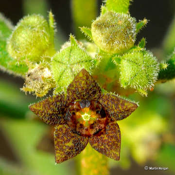 صورة Ceropegia dinteriana Bruyns