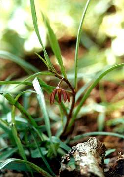 Image of Ceropegia plocamoides (Oliv.) Bruyns