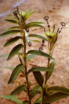 Image of Ceropegia abyssinica Decne.